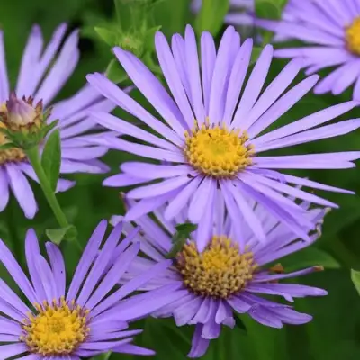 Астра ЛЕДИ ИН БЛЮ в Осиповичах