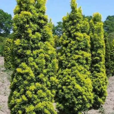 Тис ДАВИД ягодный в Осиповичах