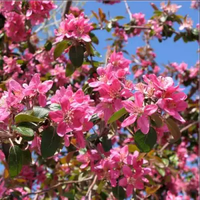 Яблоня ХЕЛЕНА декоративная в Осиповичах