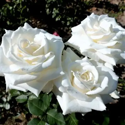 Роза БОИНГ чайно-гибридная в Осиповичах