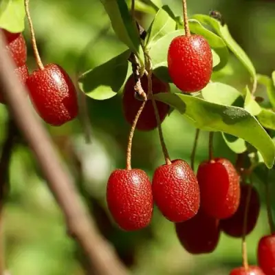 ГУМИ (ЛОХ МНОГОЦВЕТКОВЫЙ) в Осиповичах