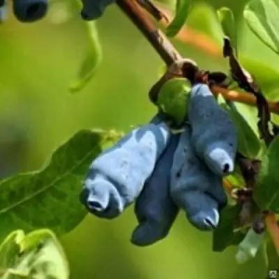 Жимолость съедобная ПУШКИНСКАЯ в Осиповичах