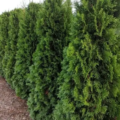 Туя ПИРАМИДАЛИС КОМПАКТА западная в Осиповичах