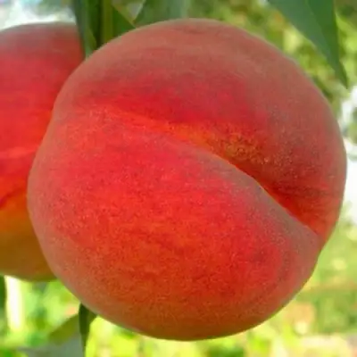 Персик МАЙСКИЙ ЦВЕТОК в Осиповичах