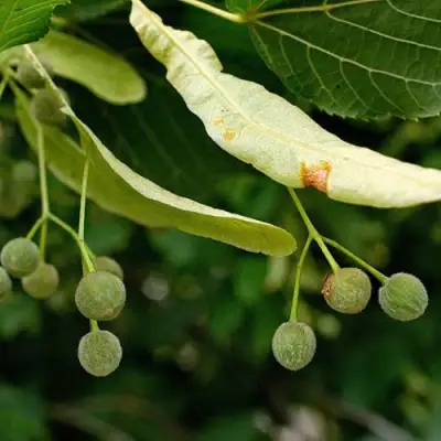 Липа сердцевидная в Осиповичах