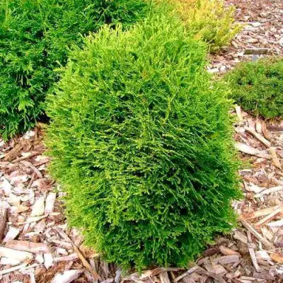 Туя ВОТЕРФИЛД западная в Осиповичах