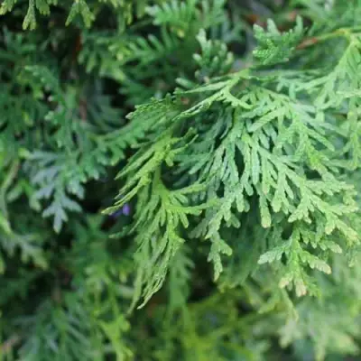 Туя ПИРАМИДАЛИС КОМПАКТА западная в Осиповичах