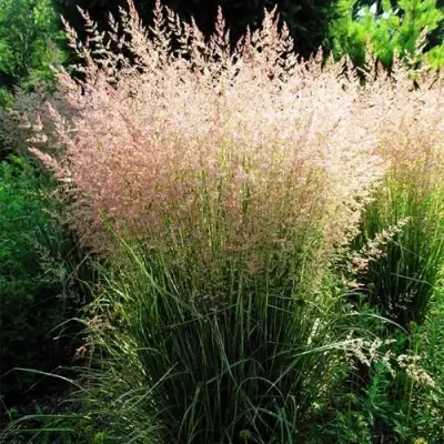 Молиния ФОНТЕЙН тростниковая в Осиповичах