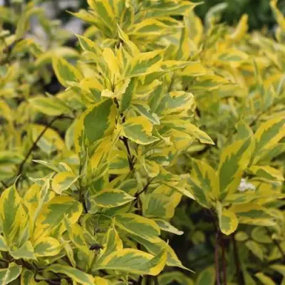 Дерен ШПЕТА белый в Осиповичах