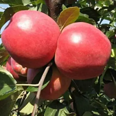 Яблоня ЗАСЛАВСКОЕ в Осиповичах