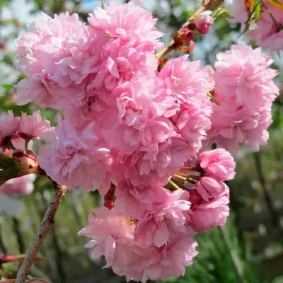 Сакура КИКУ ШИДАРЕ в Осиповичах