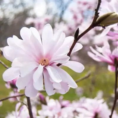 Магнолия РОЗЕЯ в Осиповичах