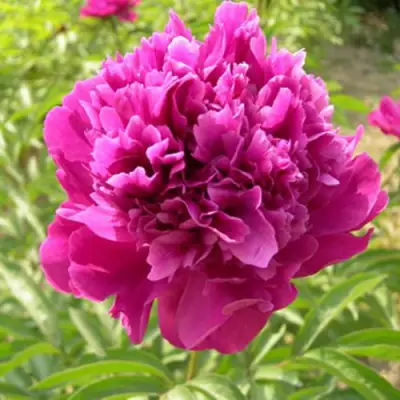 Пион КИТАЙСКИЙ ШЕЛК травянистый в Осиповичах
