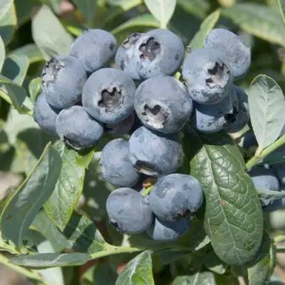 Голубика БРИГИТТА в Осиповичах