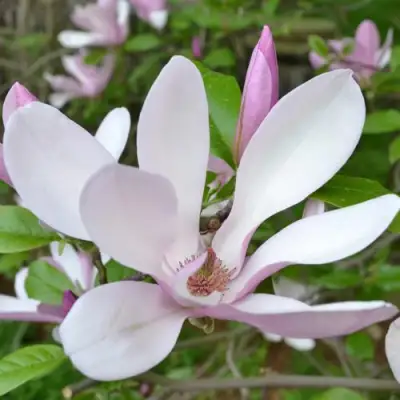 Магнолия ДЖОРДЖ ГЕНРИ КЕРН в Осиповичах