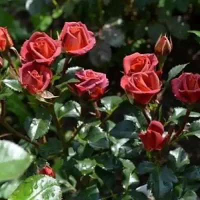 Роза ЧОКОЧИНО спрей в Осиповичах