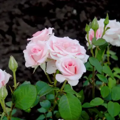 Роза ФЛАМИНГО чайно-гибридная в Осиповичах