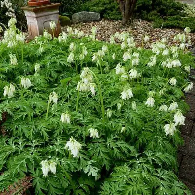 Дицентра красивая АВРОРА в Осиповичах