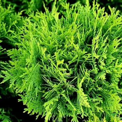 Туя ДАНИКА западная в Осиповичах