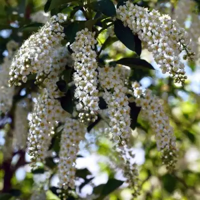 Черемуха виргинская ШУБЕРТ в Осиповичах