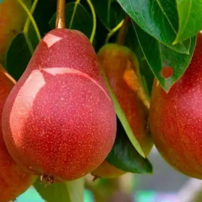 Груша ГЕРА в Осиповичах