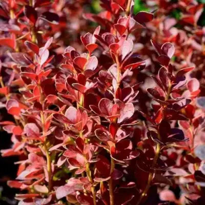 Барбарис ВУЛКАНО тунберга в Осиповичах