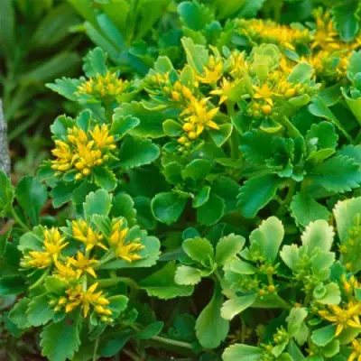 Очиток (седум) ИММЕРГРУН камчатский в Осиповичах