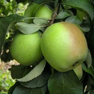 Яблоня ПАМЯТЬ СИКОРЫ в Осиповичах