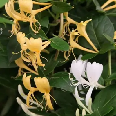 Жимолость ХАЛЛИАНА японская (Хелиана) в Осиповичах