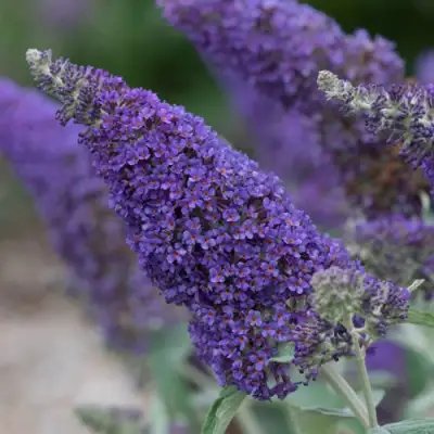 Буддлея НАНО ПЕРПЛ  в Осиповичах