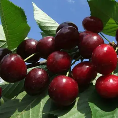 Черешня РЕВНА в Осиповичах