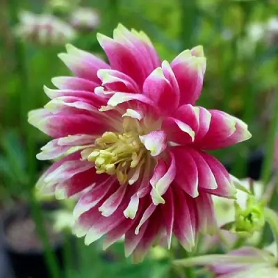 Аквилегия БАРЛОУ НОРА гибрид МакКаны в Осиповичах