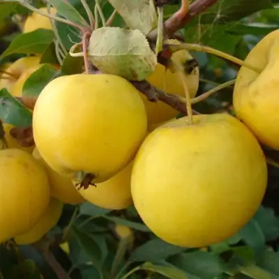 Яблоня УРАЛЬСКОЕ НАЛИВНОЕ в Осиповичах