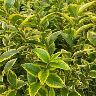 Бирючина АУРЕУМ овальнолистная в Осиповичах