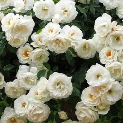 Роза АЙСБЕРГ флорибунда в Осиповичах