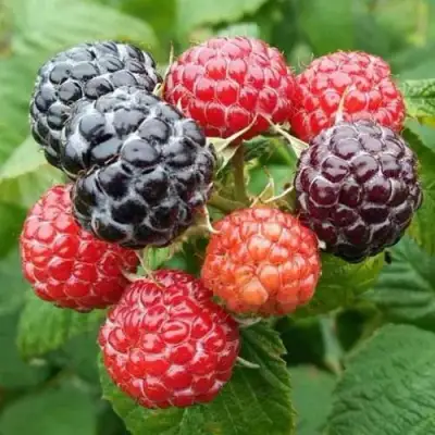 Малина БРИСТОЛЬ в Осиповичах