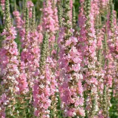 Дербенник БЛАШ иволистный в Осиповичах