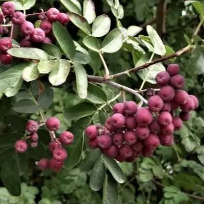 Рябина ДЕСЕРТНАЯ МИЧУРИНА сладкоплодная в Осиповичах