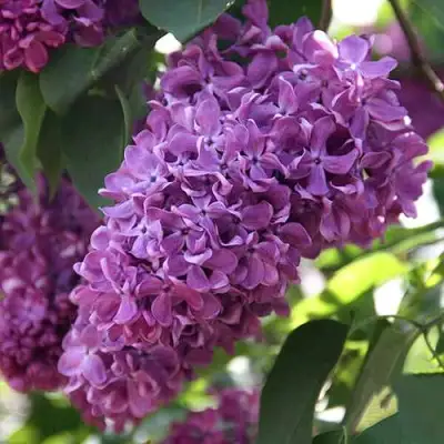 Сирень КАПИТАН ГАСТЕЛЛО в Осиповичах