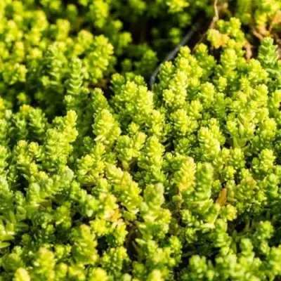 Очиток (седум) ЙЕЛЛОУ КВИН едкий в Осиповичах