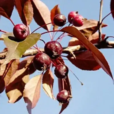 Яблоня РОЯЛТИ декоративная в Осиповичах