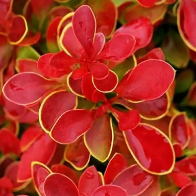 Барбарис КОРАЛ тунберга в Осиповичах