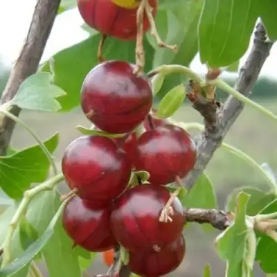 Смородина золотистая КЛЮКВЕННАЯ в Осиповичах