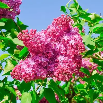 Сирень КРАСНАЯ МОСКВА в Осиповичах