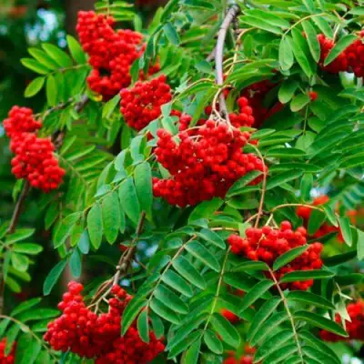 Рябина ПЛАКУЧАЯ сладкоплодная в Осиповичах