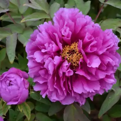 Пион ЛИЛОВАЯ ФАНТАЗИЯ древовидный в Осиповичах