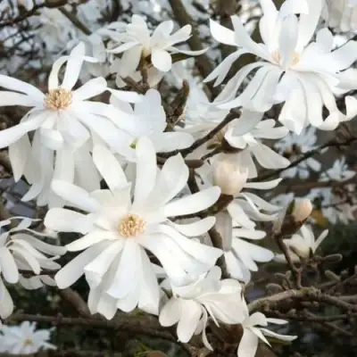 Магнолия РОЯЛ СТАР в Осиповичах