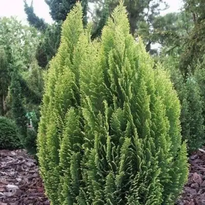 Кипарисовик ЭЛВУДИ ЭМПАЙР лавсона в Осиповичах