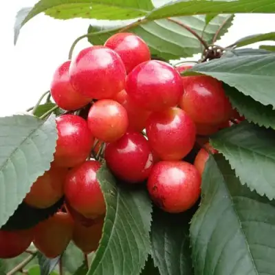 Черешня ГАСТИНЕЦ в Осиповичах