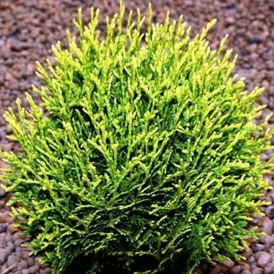 Туя ВОТЕРФИЛД западная в Осиповичах